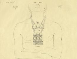drawing of pectoral on body