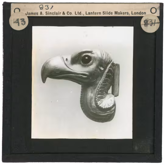 Image of lantern slide of vulture's head