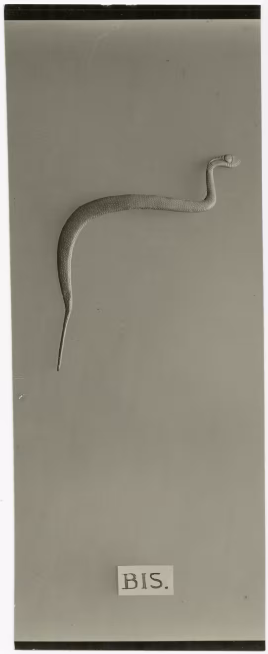 image of photographic print of snake amulet in object card