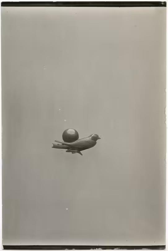 image of photographic print of carnelian swallow in object card