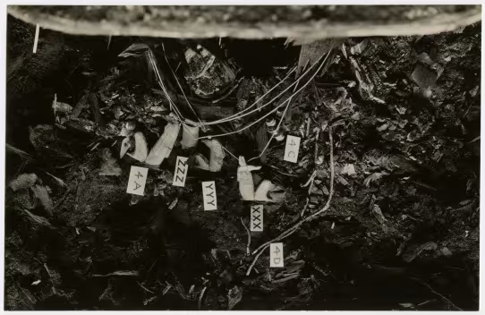image of photographic print of torso of king's mummy within coffin in object card