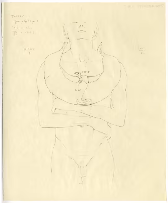 objects found on Tutankhamun's body: thorax