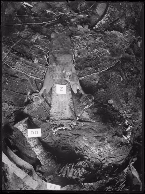 Image of negative of a close up of king's mummy showing objects found in wrappings