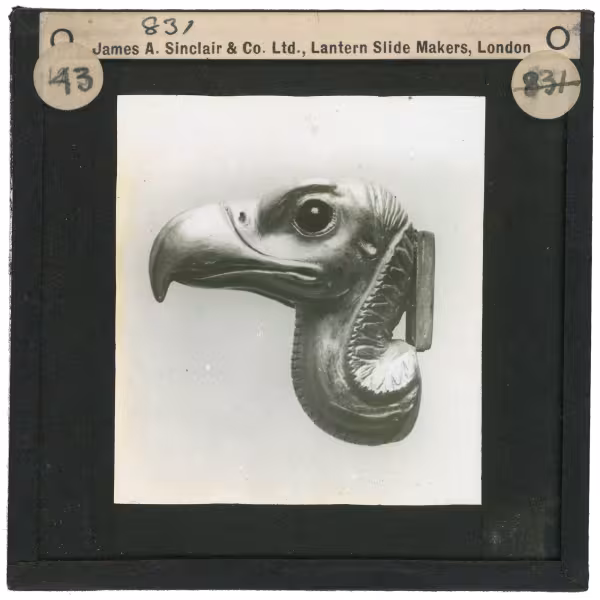 Image of lantern slide of vulture's head