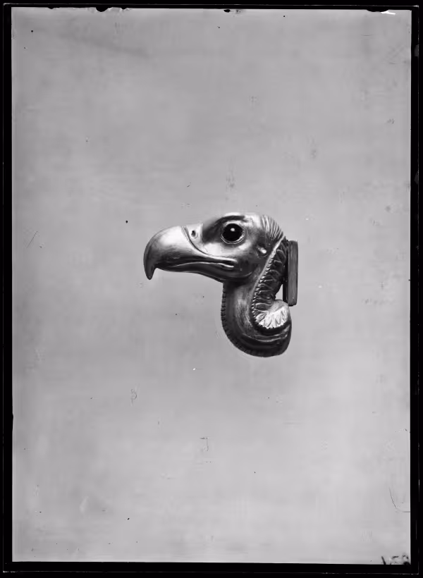 Image of negative of vulture's head