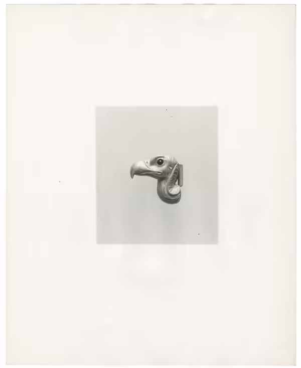 Image of print of vulture head