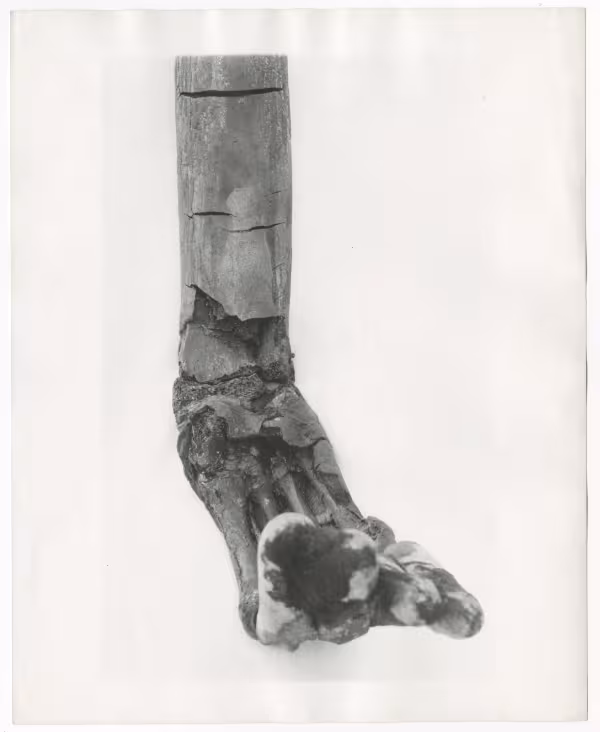 Image of print of foot