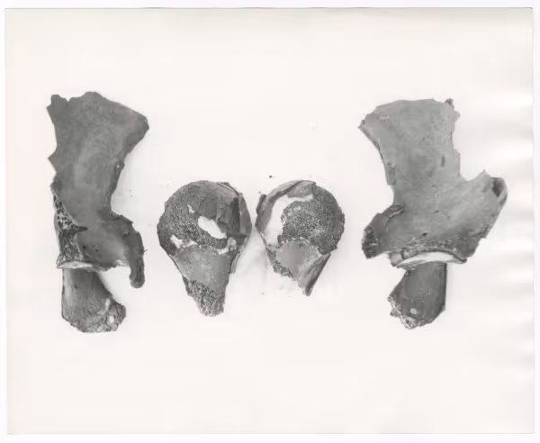 Image of print of bones