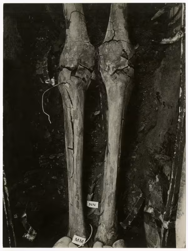 Image of photographic print of leg bones