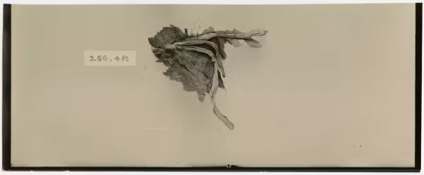 image of photographic print of fabric fragment in object card