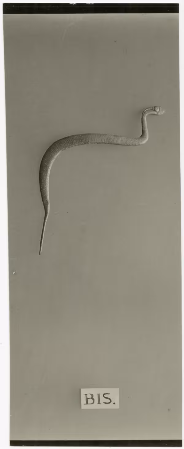 image of photographic print of snake amulet in object card