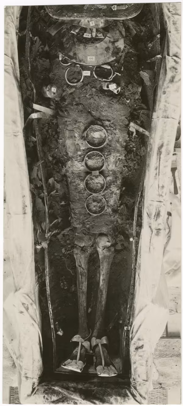 image of photographic print of king's mummy within coffin in object card