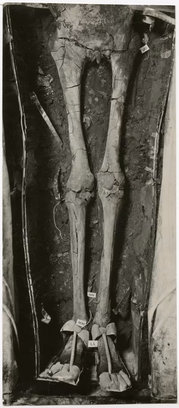 image of photographic print of lower half of king's unwrapped body within coffin in object card