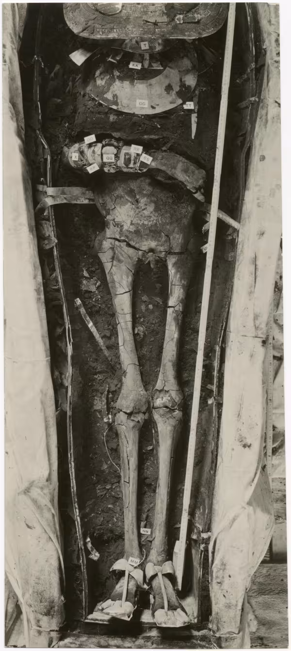 image of photographic print of lower part of king's unwrapped body within coffin in object card