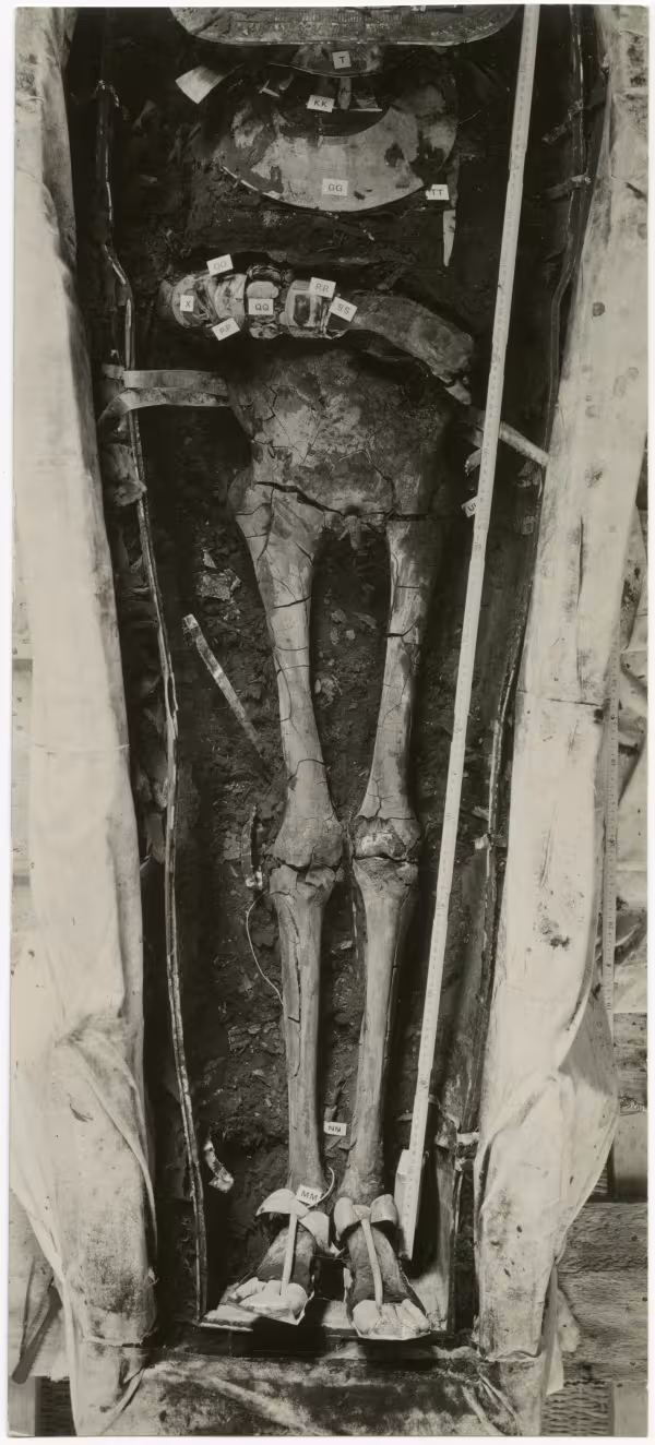 image of photographic print of lower part of king's unwrapped body within coffin in object card