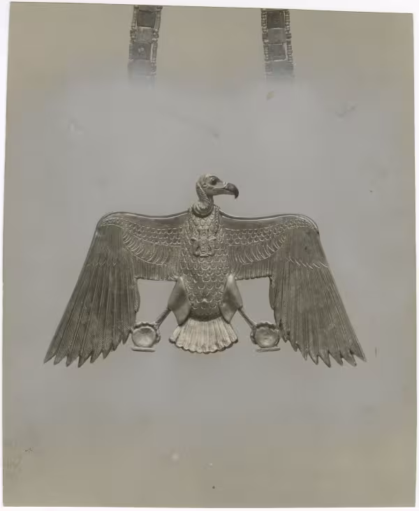 image of photographic print of vulture pectoral in object card