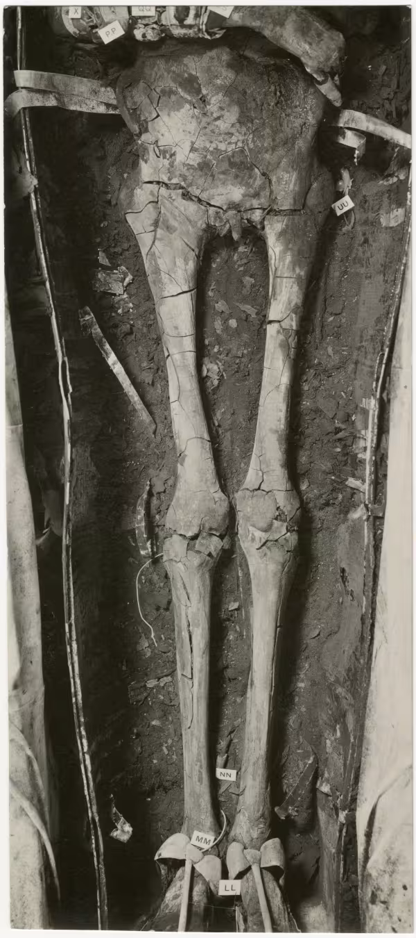 image of photographic print of lower part of king's unwrapped body within coffin in object card