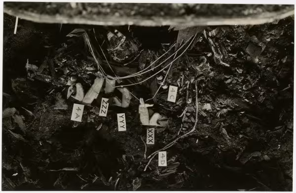 image of photographic print of torso of king's mummy within coffin in object card