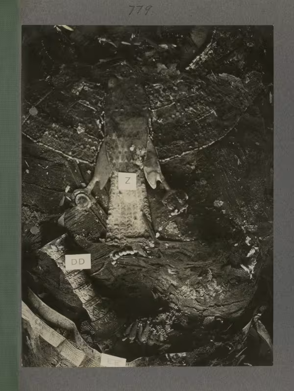 image of torso of king's mummy during unwrapping within coffin from Burton's album