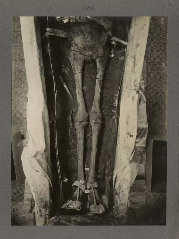 image of legs of king's mummy during unwrapping within coffin from Burton's album