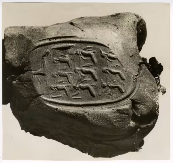 Black and white photograph of seal