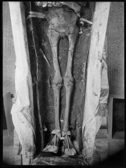 Image of lower half of unwrapped king's mummy negative