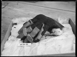 Image of negative of the hand of king's mummy separated from the body, with rings and finger stalls