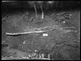 Image of negative of coffin interior, showing powdered wrappings and long golden objects