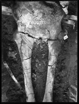 Image of negative of middle of king's mummy