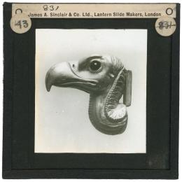 Image of lantern slide of vulture's head