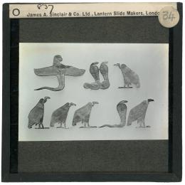 Image of lantern slide of eight flat amulets