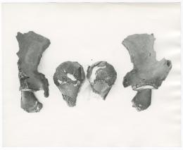 Image of print of bones