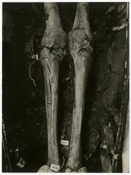 Image of photographic print of leg bones