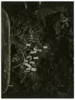 Image of photographic print of chest of king's mummy