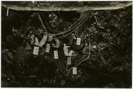image of photographic print of amulets in object card