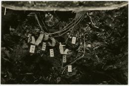 image of photographic print of amulets in object card