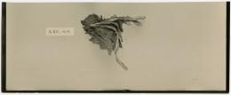 image of photographic print of fabric fragment in object card