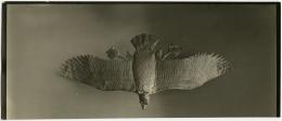image of photographic print of vulture from diadem in object card