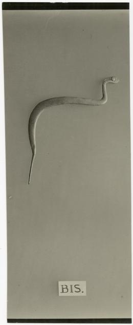 image of photographic print of snake amulet in object card