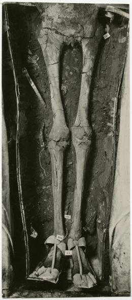 image of photographic print of lower half of king's unwrapped body within coffin in object card