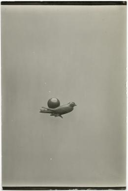 image of photographic print of carnelian swallow in object card