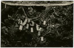 image of photographic print of torso of king's mummy within coffin in object card
