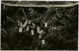 image of photographic print of torso of king's mummy within coffin in object card