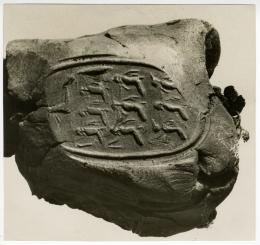 Black and white photograph of seal